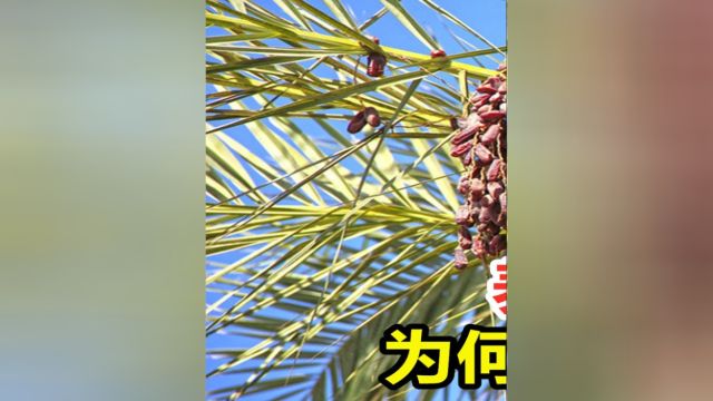 为何中国少有人种枣椰树?#科普#涨知识#枣椰#植物科普 1