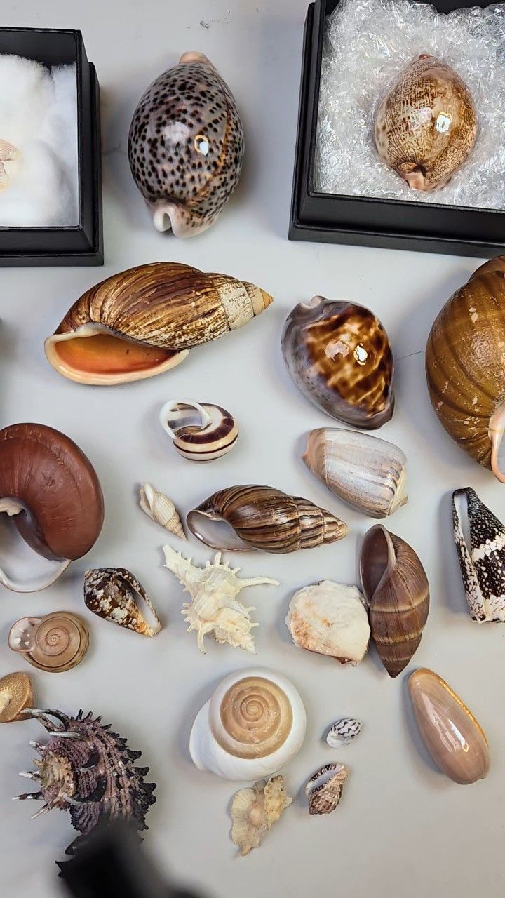 276介绍一批贝壳