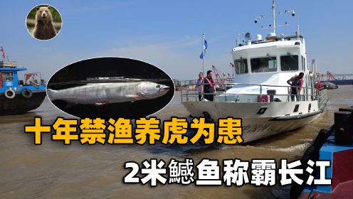 长江禁渔养虎为患？2米巨型鳡鱼成群捕食小鱼，人类该不该插手？