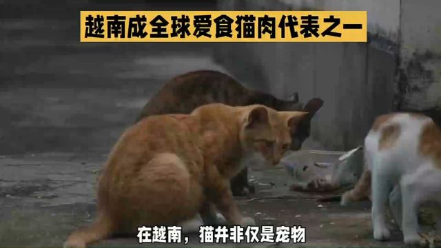 越南猫肉文化:传统与道德的较量