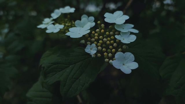 只有频率相同的人,才能看见彼此内心深处不为人知的优雅.#风景