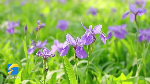 惊艳!夏日精灵鸢尾花盛放临沂罗庄护台公园