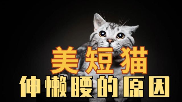 美短猫伸懒腰,有什么原因