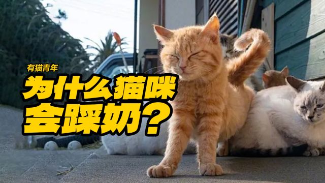 猫咪为什么会踩奶?