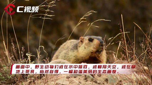 C视频|生机盎然!赤麻鸭、鹮嘴鹬等珍稀野生动物同日“亮相”卡萨湖