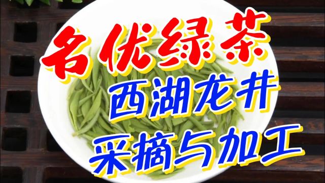 名优绿茶:西湖龙井茶的采摘与加工