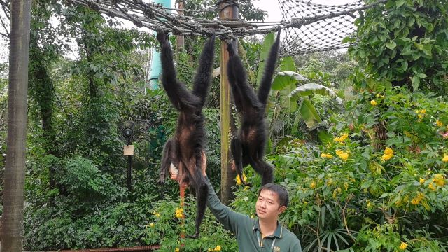 黑蜘蛛猴豆豆和莓莓上班中,认真听奶爸向游客介绍自己