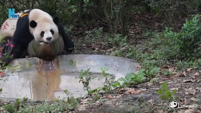 大熊猫五体投地式小憩(来源:新华网平度融媒编辑:迟新宇