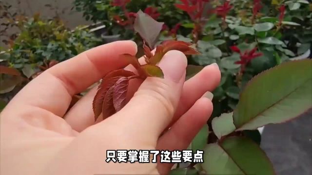 月季花的养护方法