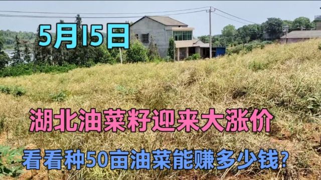 湖南油菜籽涨价太厉害了,看看种50亩地的油菜,到底能卖多少钱?