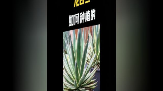 沙漠中的神奇植物龙舌兰,需要12年才能成熟