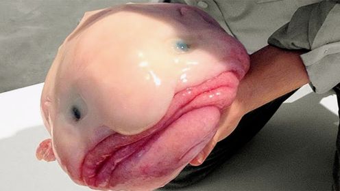 水滴鱼的身体里有什么？为什么被称为世界上最丑的鱼