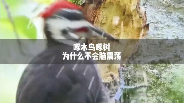 啄木鸟啄树是在给树治病吗?它为什么不会脑震荡呢? #啄木鸟 #神奇动物在抖音 #脑震荡 #涨知识 #鸟类