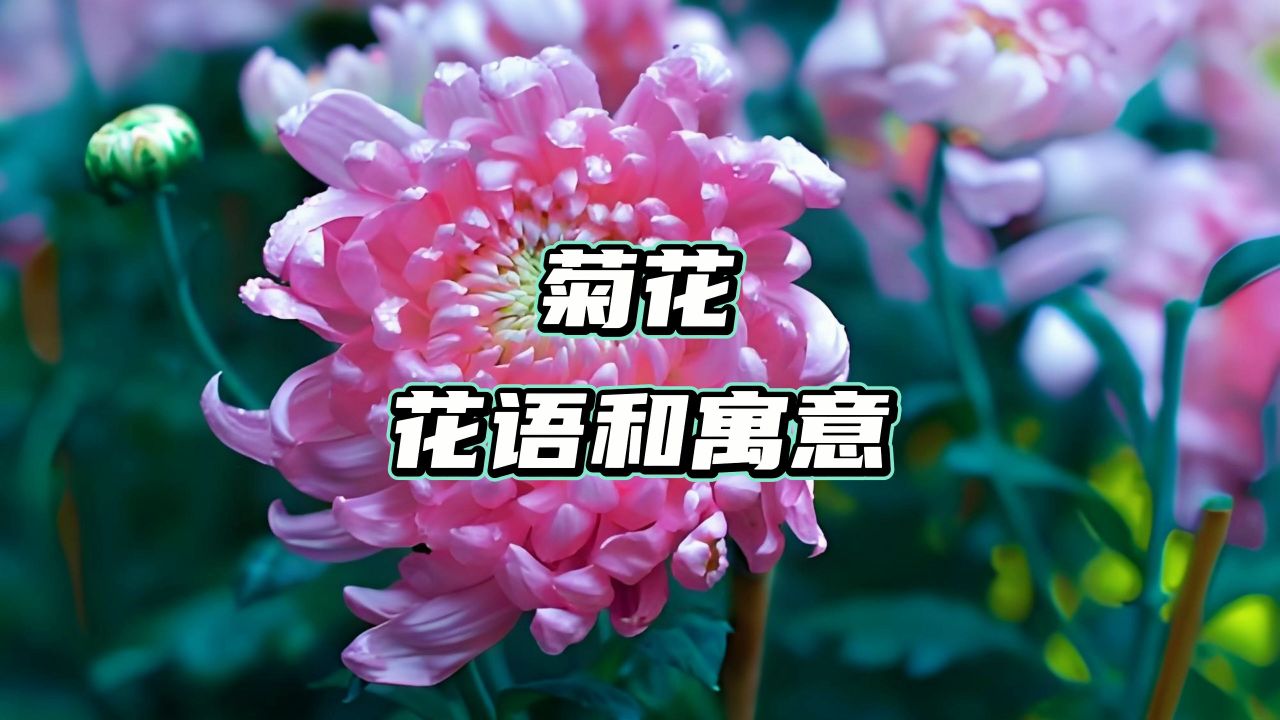 菊花花语和寓意是什么
