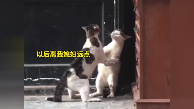 第一次见猫打架掐脖子的,人里人气的. #搞笑配音 #成精动物