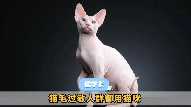 为猫毛过敏者推荐的理想伙伴—斯芬克斯猫