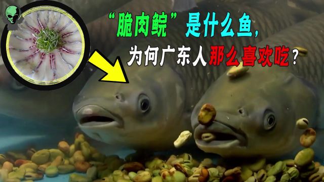 “脆肉鲩”是什么鱼,为何深受吃货欢迎,它是如何培育的?