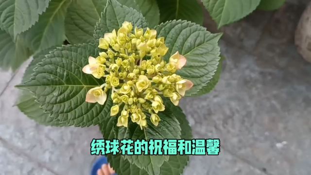 绣球花的祝福和温馨