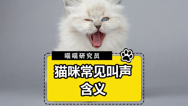 猫咪常见叫声的含义,宠主一定要清楚!