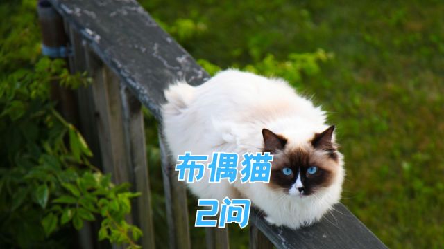 关于布偶猫的快问快答,你都知道多少?