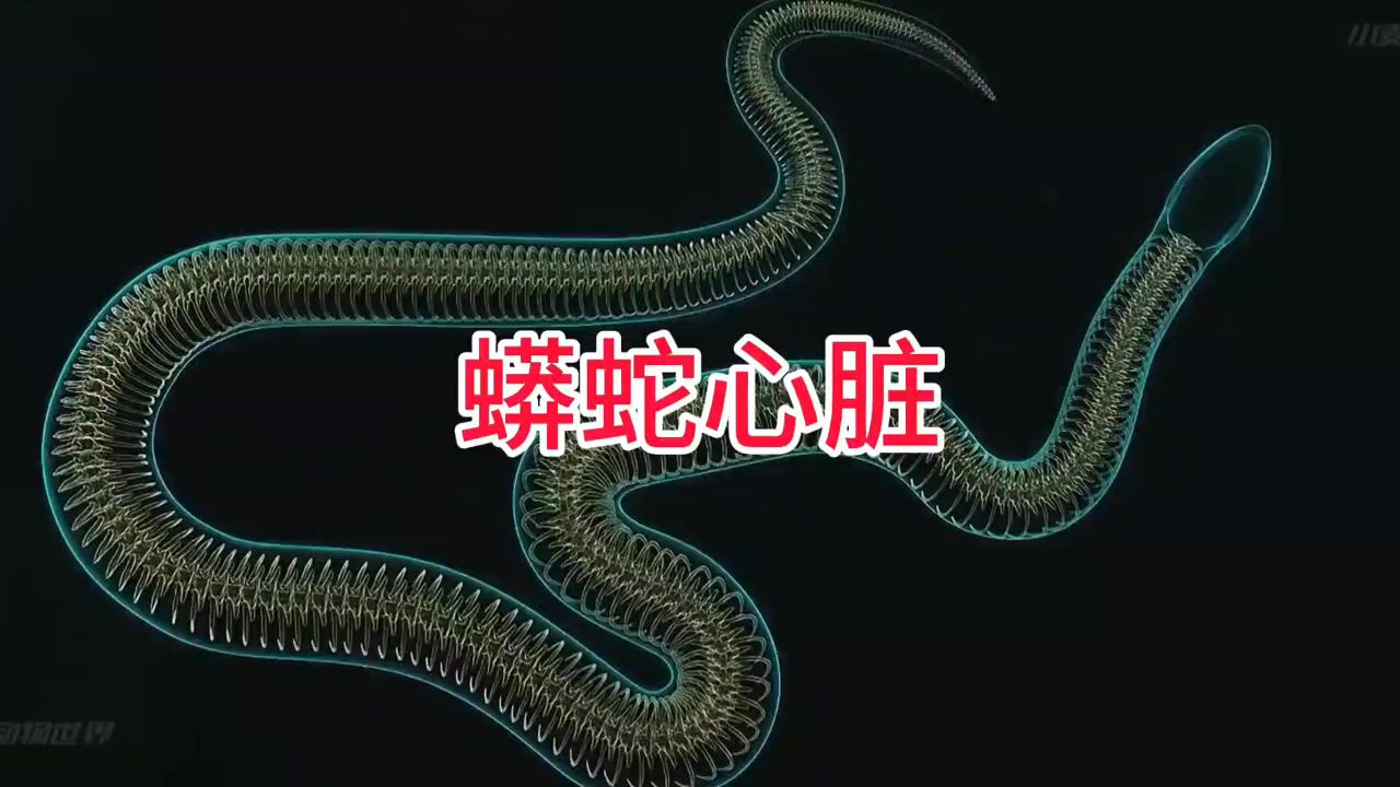 13蟒蛇心脏,独一无二