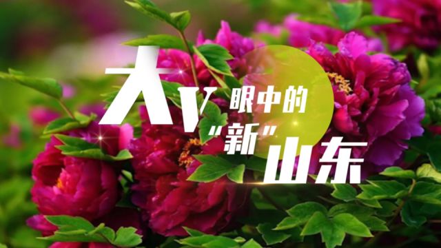 大V眼中的“新”山东|菏泽走出牡丹“花经济”新赛道