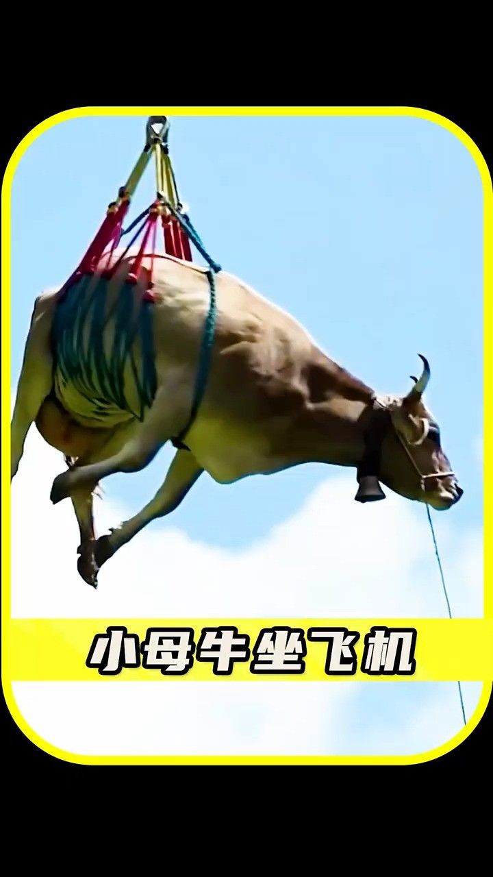 "真"小母牛坐飞机