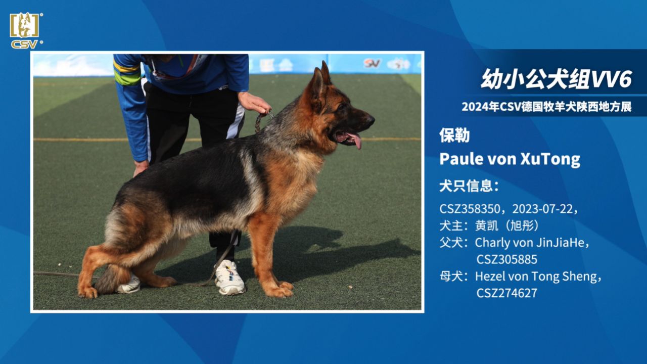 2024年csv德国牧羊犬西安地方展幼小公犬组vv6犬只讲评