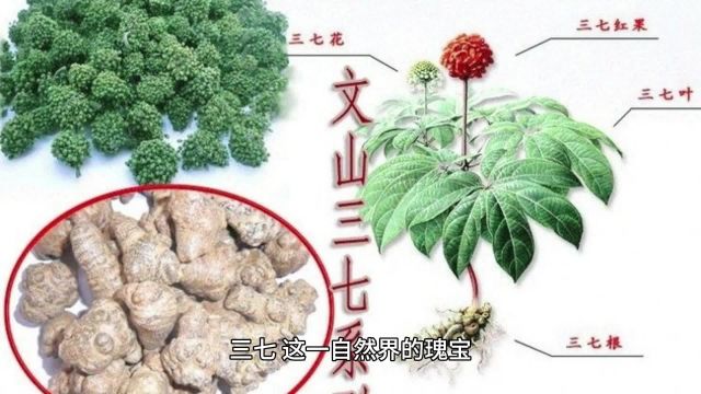 百分之90的人都不知道的三七作用!漂亮女人都是这样用三七的