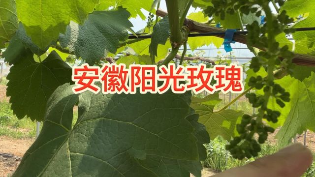 水溶肥阳光玫瑰葡萄根系发达,树体健壮,叶片浓绿肥厚,花芽分化早,花序分化逐渐增多,安徽阳光玫瑰用夫沃施采法特水溶肥.