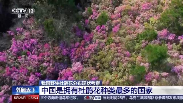 快来看 花开了!我国野生杜鹃分布现状一览