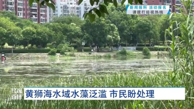 太心烦!武汉一湖面漂浮大量……居民:温度再高就会臭了!