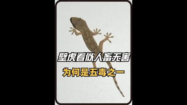 壁虎看似人畜无害,为何会成为“五毒”之一?它有啥可怕的?#奇闻趣事#冷知识#科普一下#壁虎#动物 2.