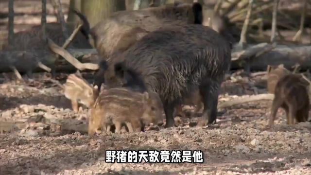 野猪天敌是这种生物,吃野猪像嚼辣条,看它是怎样捕杀野猪的