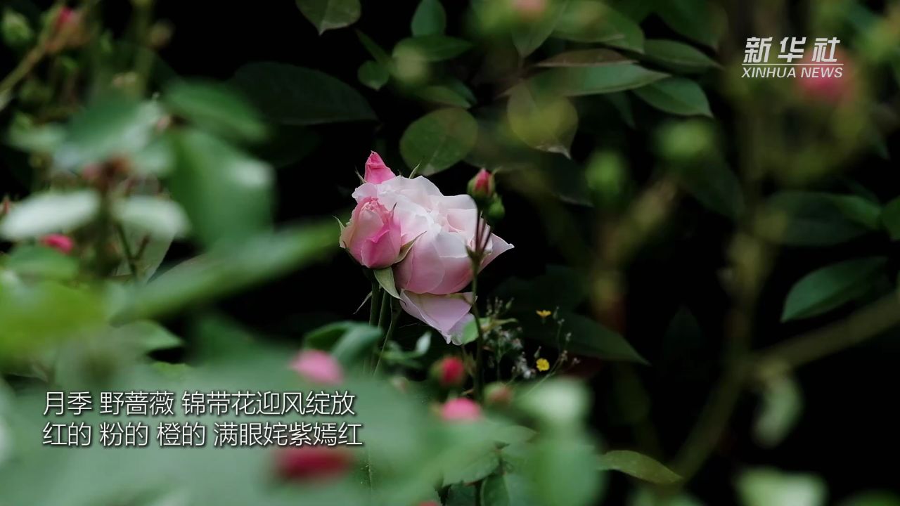 千城胜景|山东枣庄:繁花似锦美如画