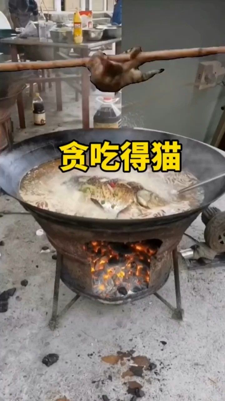 大家伙说这猫能吃到鱼吗