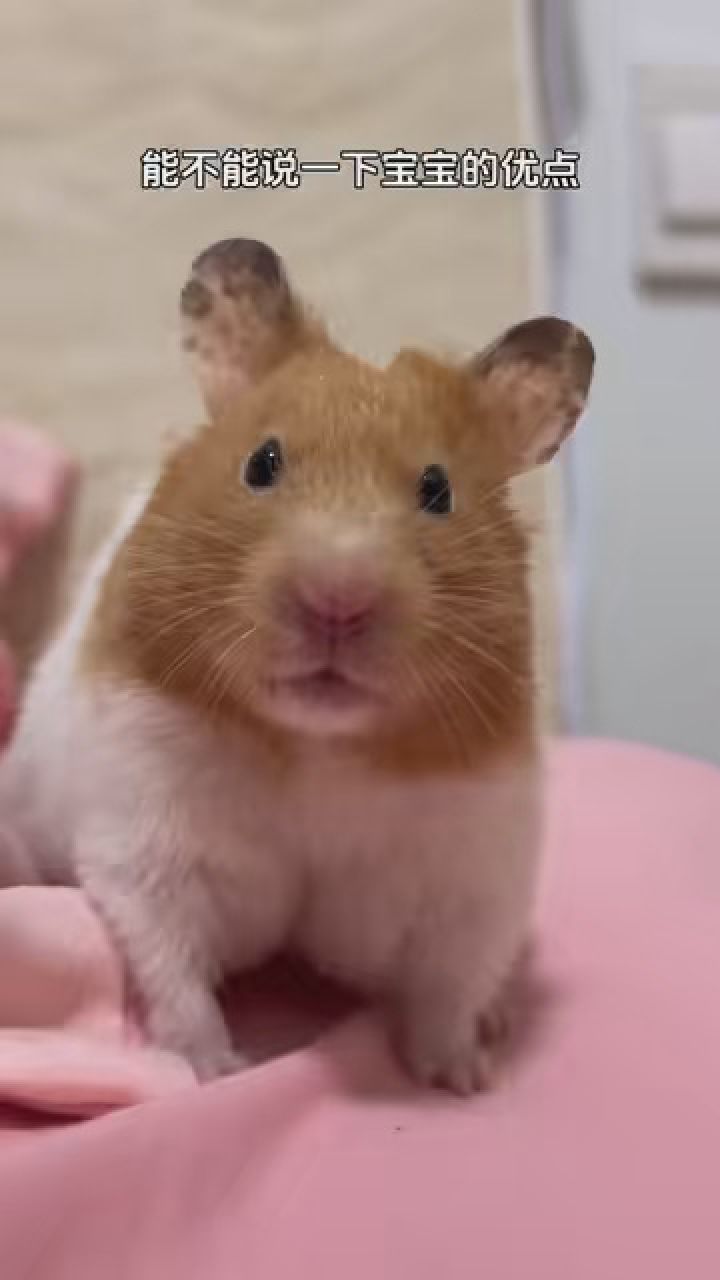 宝宝好委屈 #金丝熊仓鼠 #养鼠日常分享 #艾特你想艾特的人