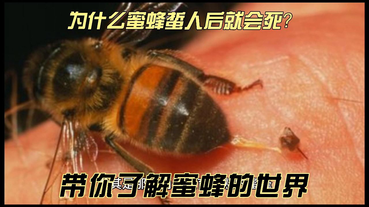 为什么蜜蜂蜇人后就会死?