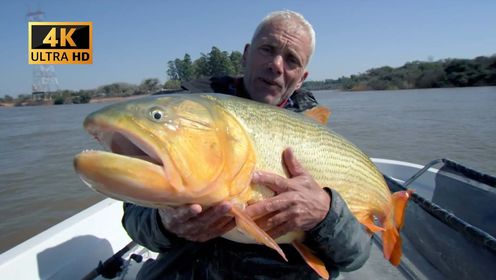 杰瑞米瓦德：阿根廷水中巨怪黄金虎鱼！