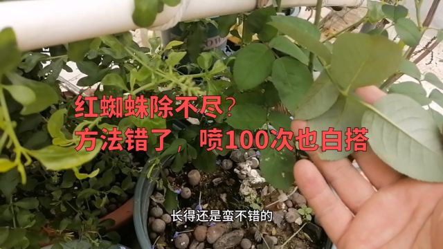 红蜘蛛除不尽?方法错了,喷100次也白搭