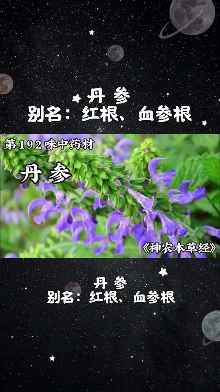 丹参中药图片