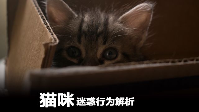 猫咪迷惑行为解析—猫咪的动作语言