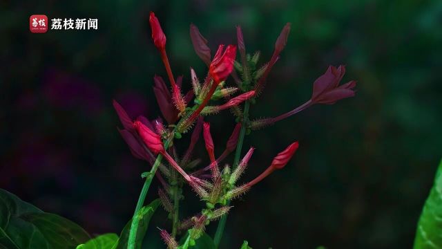 花开红艳好运连连延时摄影欣赏紫花丹舒展花瓣