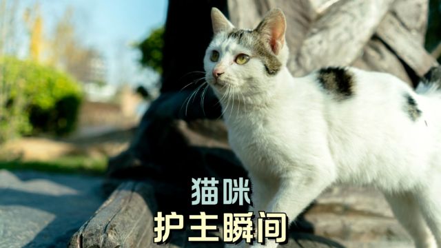 猫咪这些护主行为,你见过没?