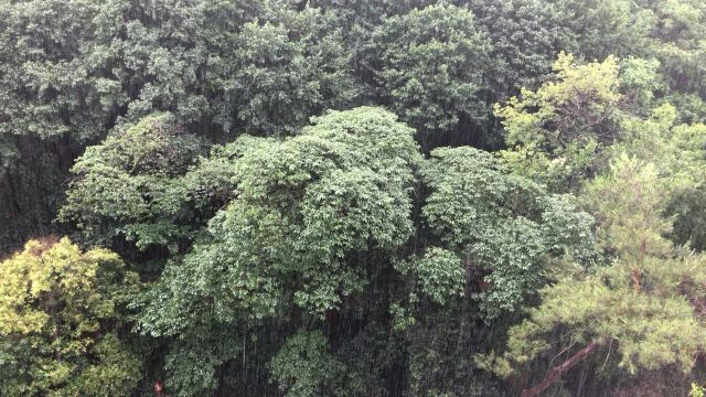 连雨不知春去,一晴方觉夏深.