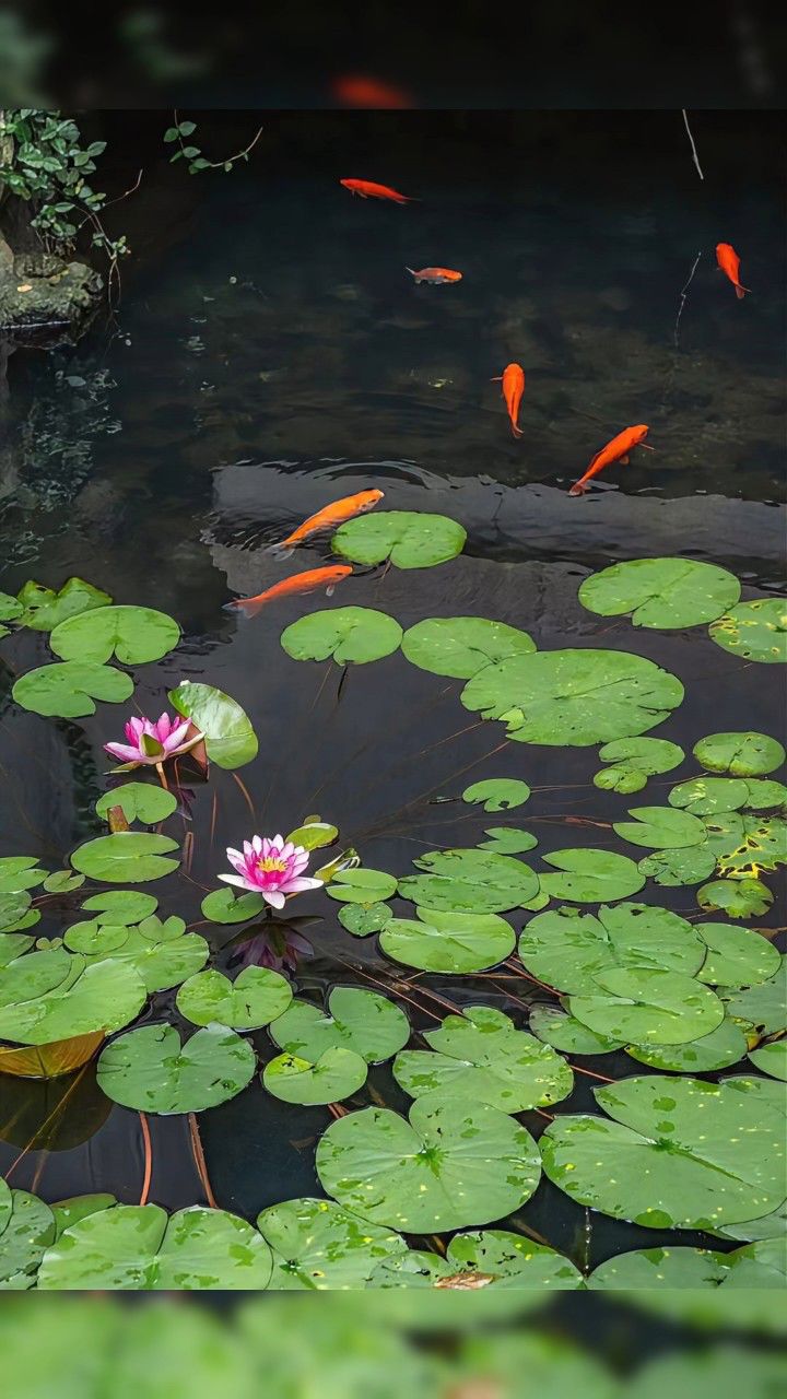 锦鲤荷塘高清图片大全图片