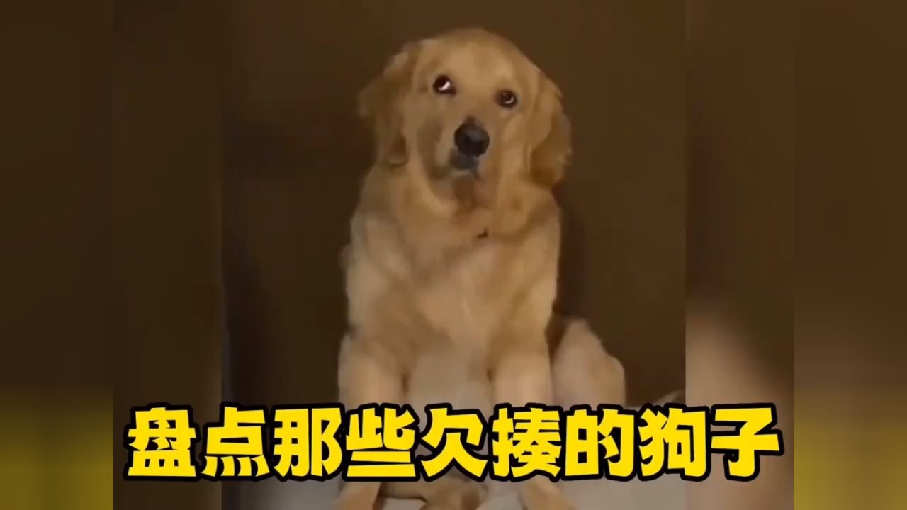 盘点欠揍的狗子