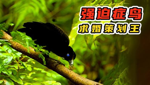 六羽风鸟求偶是个“强迫症患者”,用浆果点缀,用舞蹈征服_高清1080P在线观看平台_腾讯视频