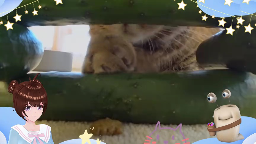 白白侠的猫咪朋友 148集