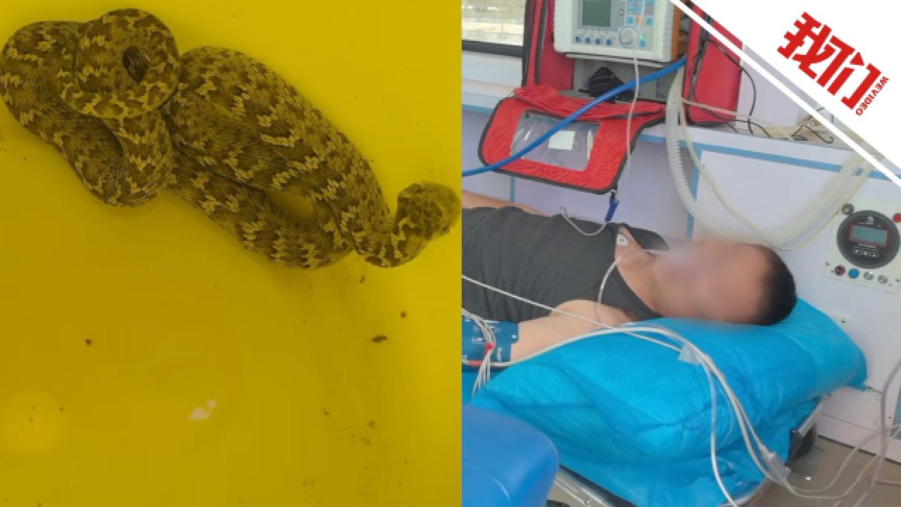 青海一男子被“新疆第一毒蛇”阿拉善蝮蛇咬伤被民警6小时护送至医院脱险_高清1080P在线观看平台_腾讯视频